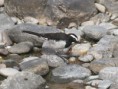 /album/some-overseas-trips/white-browed-wagtail-2-corbett-park-jpg/